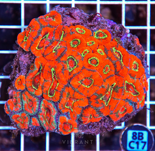 Micromussa WAUS