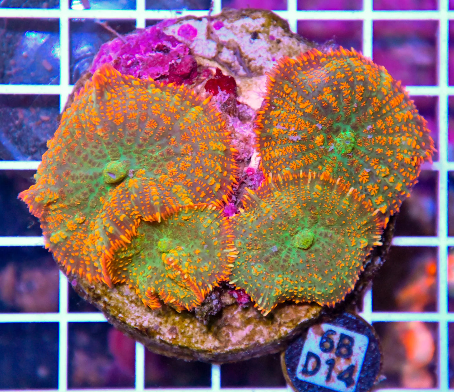 Mushroom INDO