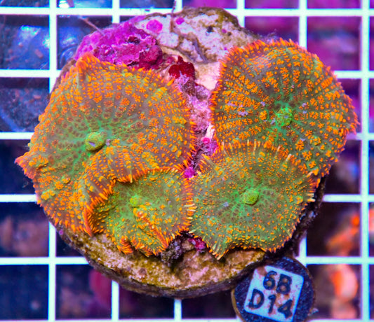 Mushroom INDO