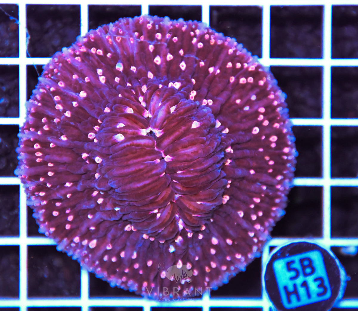 Fungia INDO
