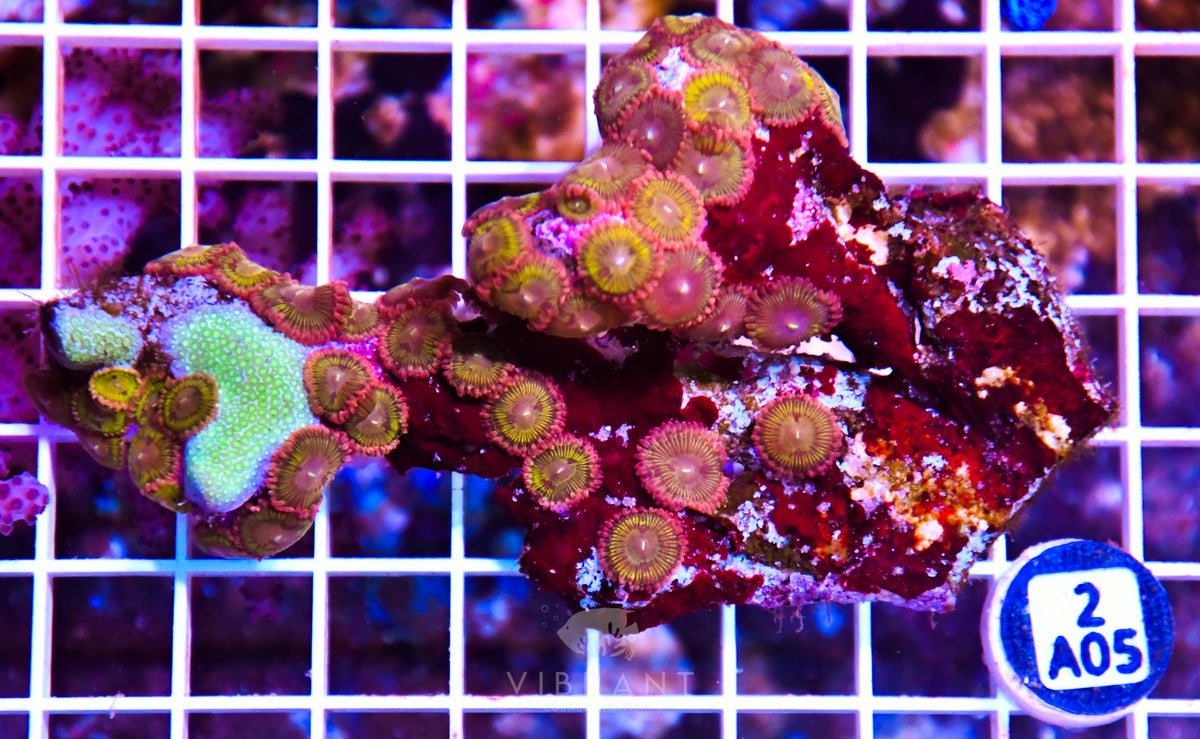 Zoa INDO W