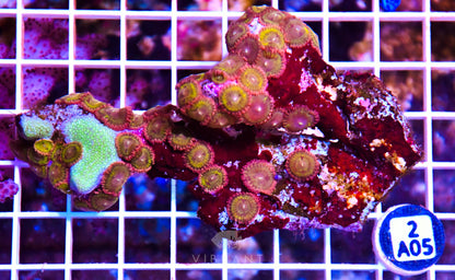 Zoa INDO W