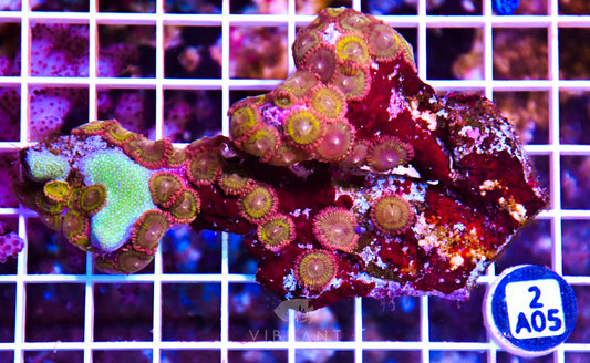 Zoa INDO W