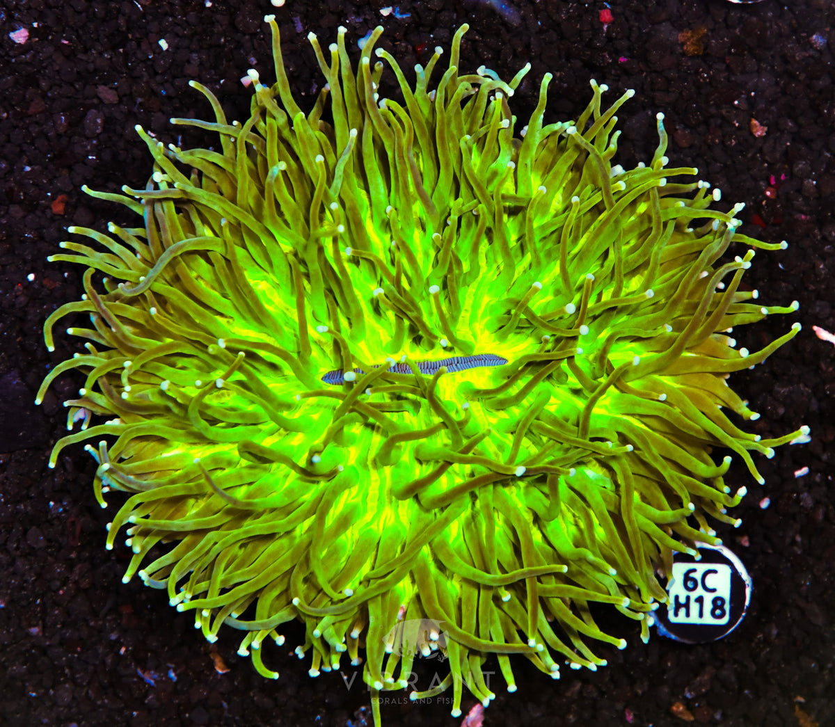 Heliofungia AUS