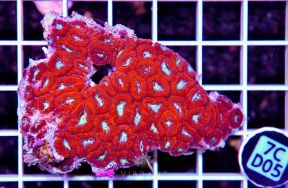 Micromussa INDO