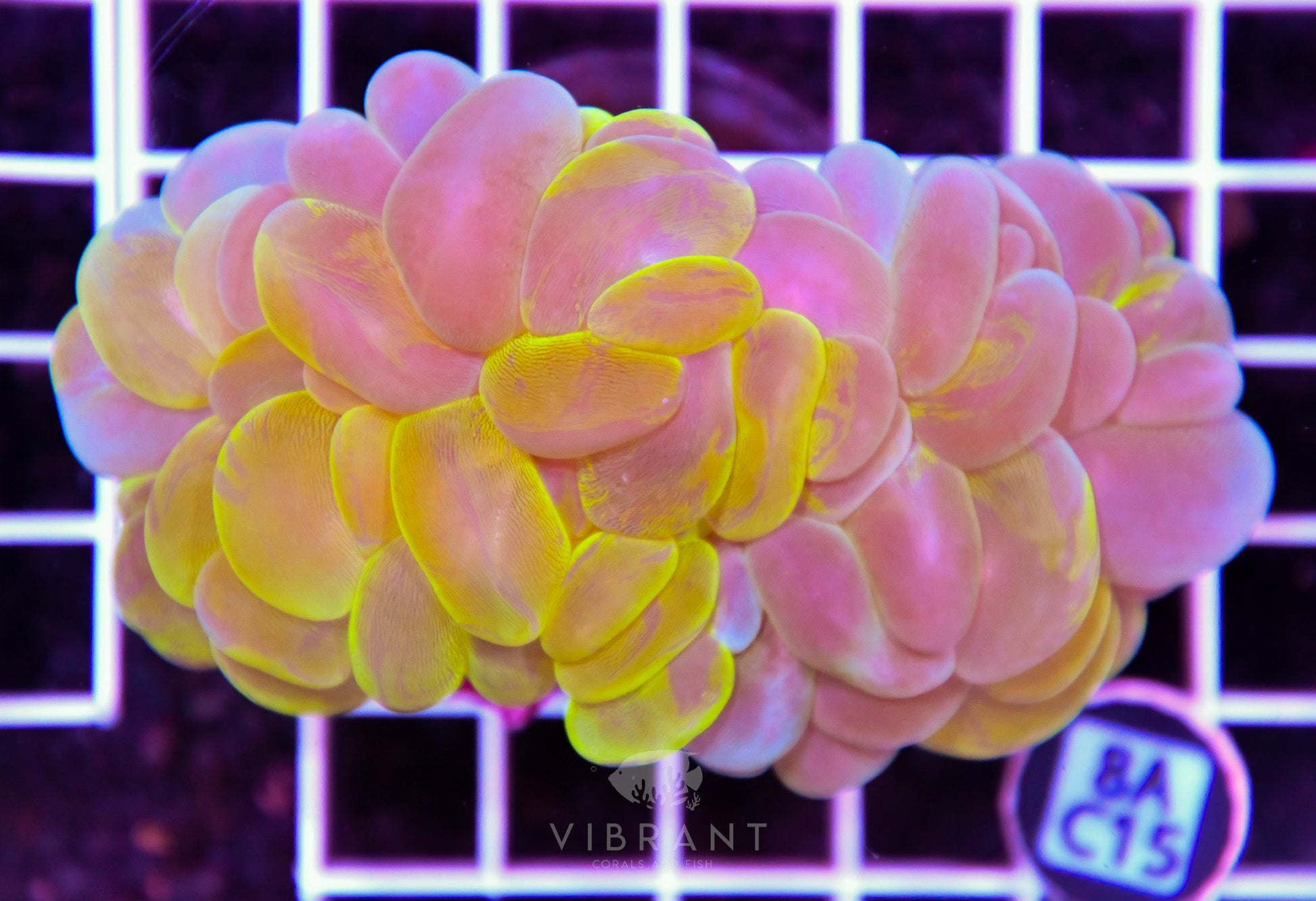 Bubble Coral INDO