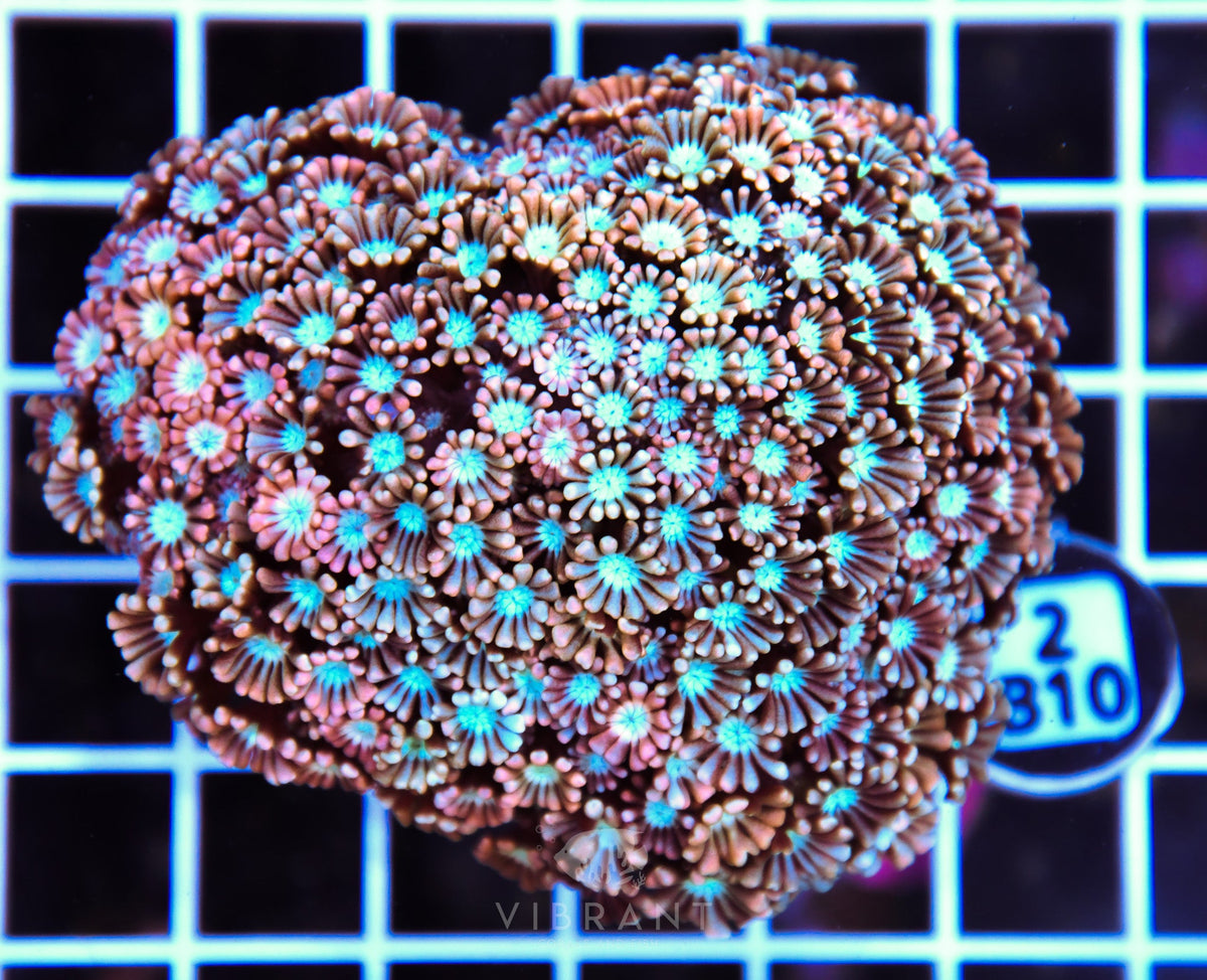 Alveopora AUS