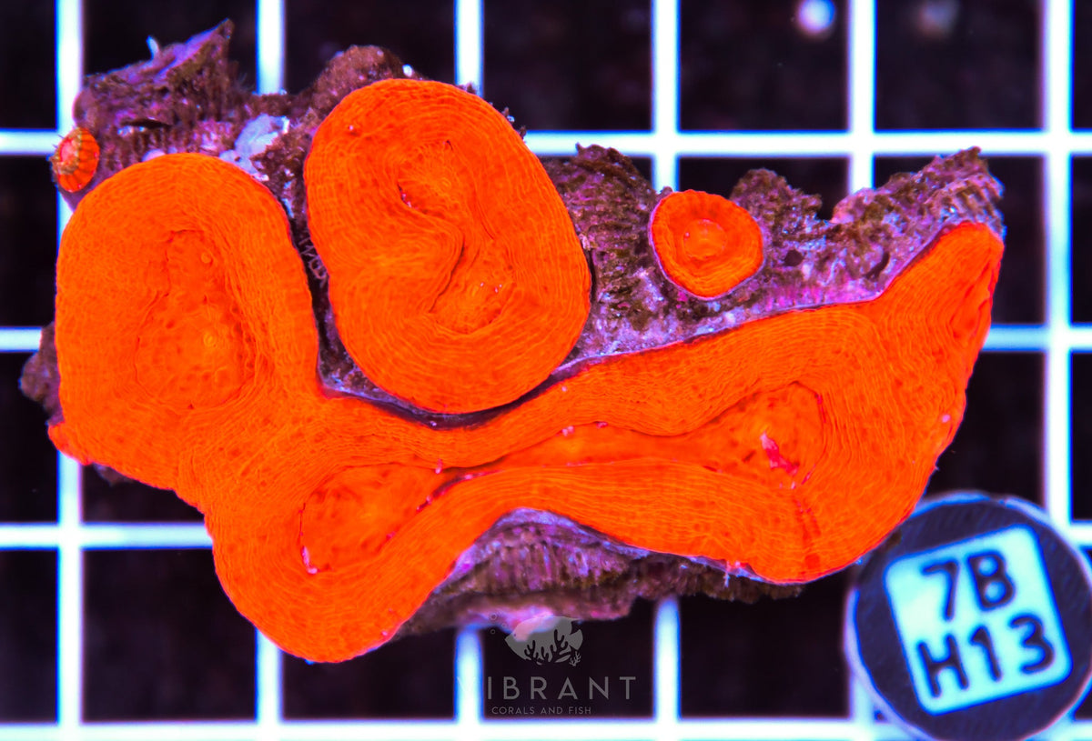 Acan Bower AUS
