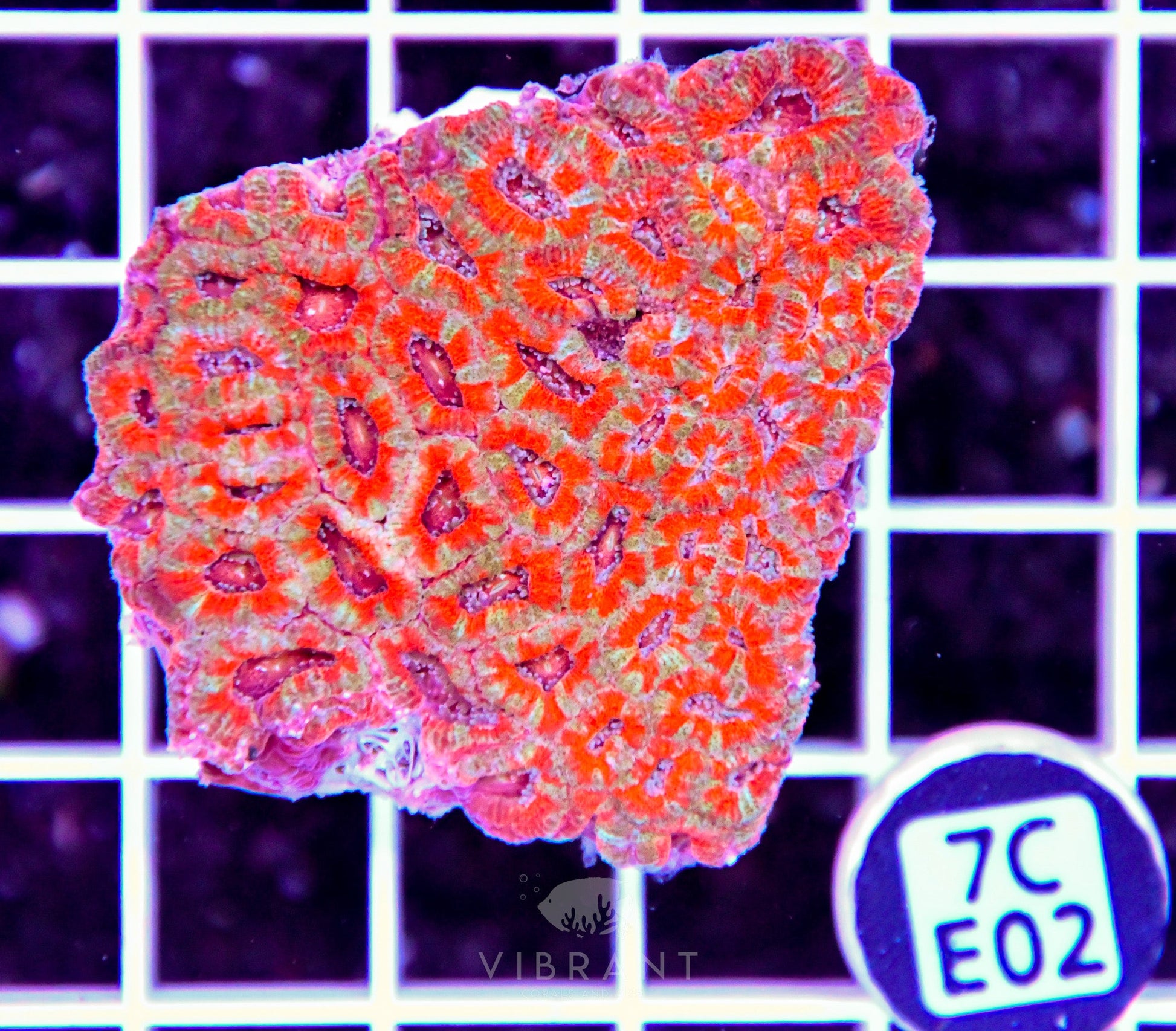 Micromussa INDO