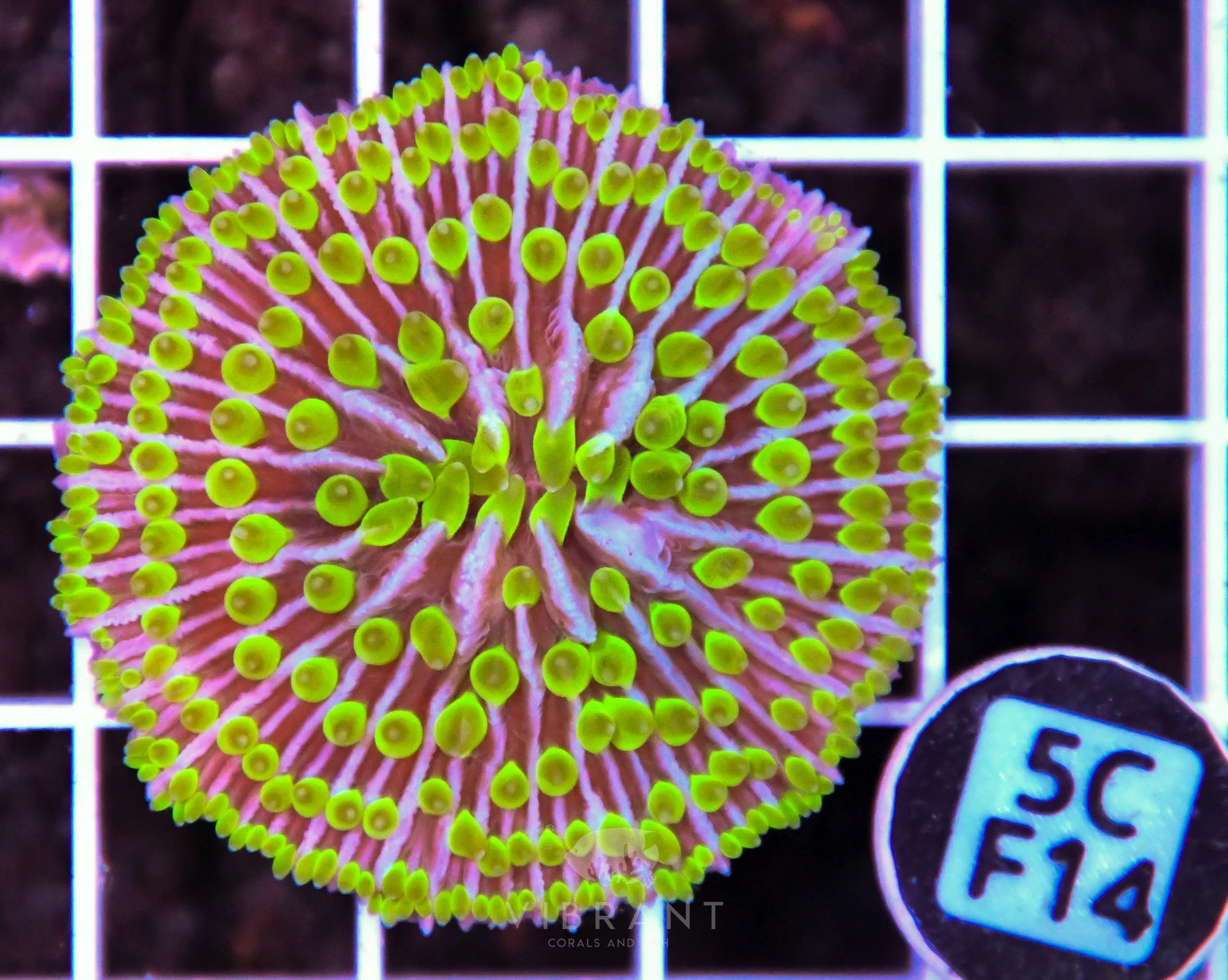 Fungia AUS