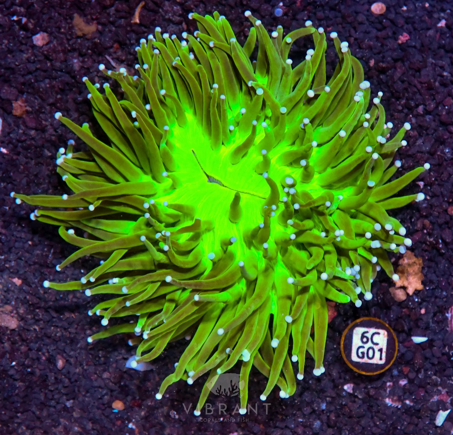 Heliofungia AUS