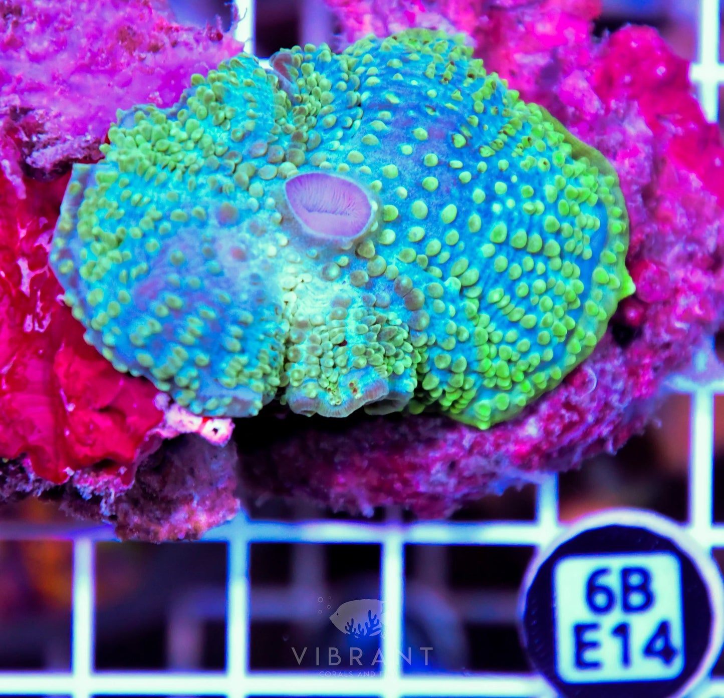 Mushroom INDO W