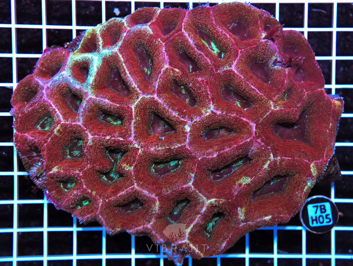Acan Bower AUS