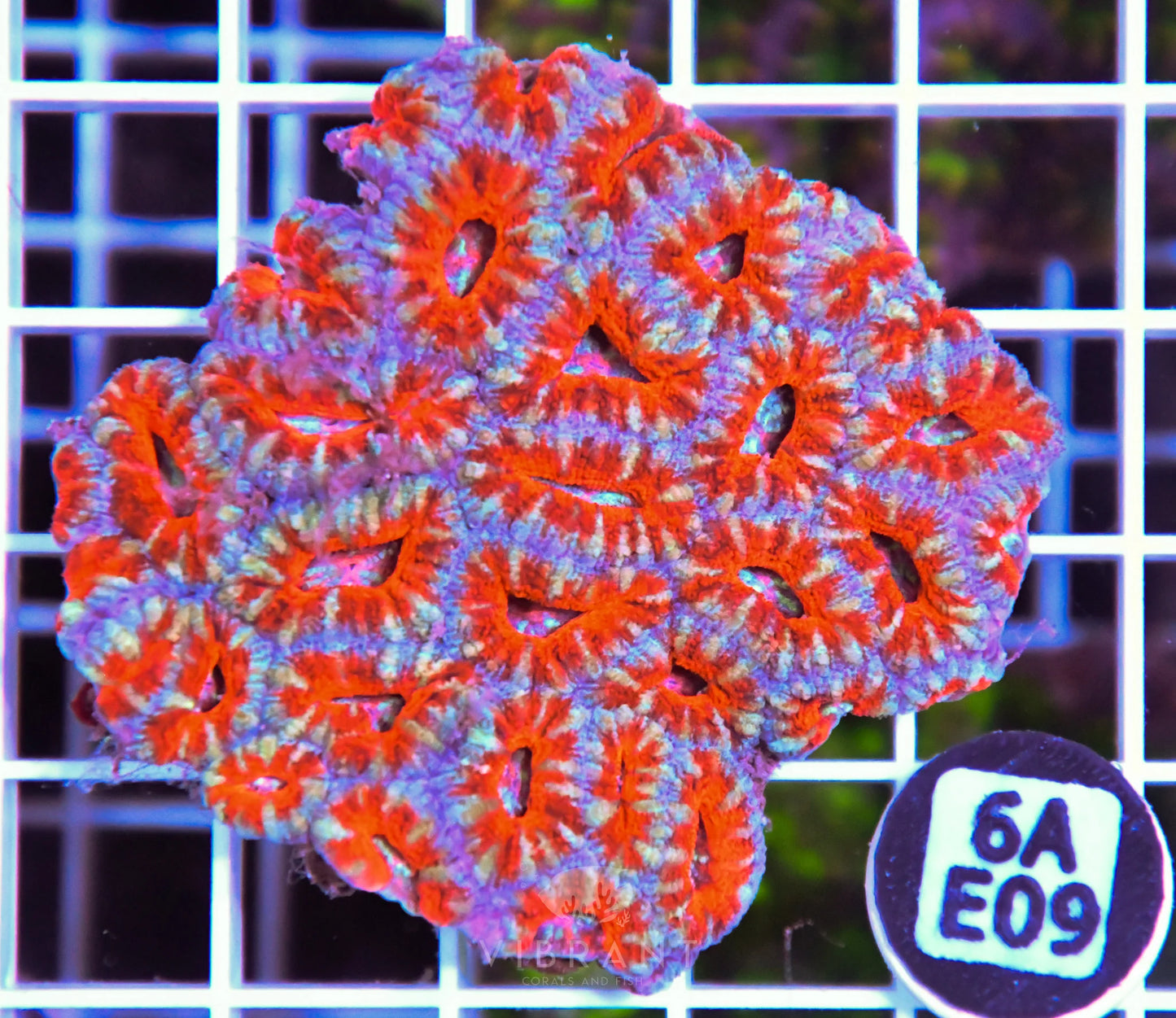 Acan Lord AUS