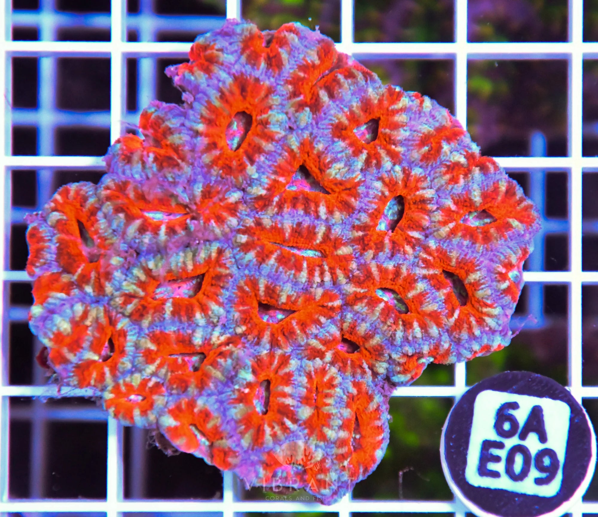 Acan Lord AUS