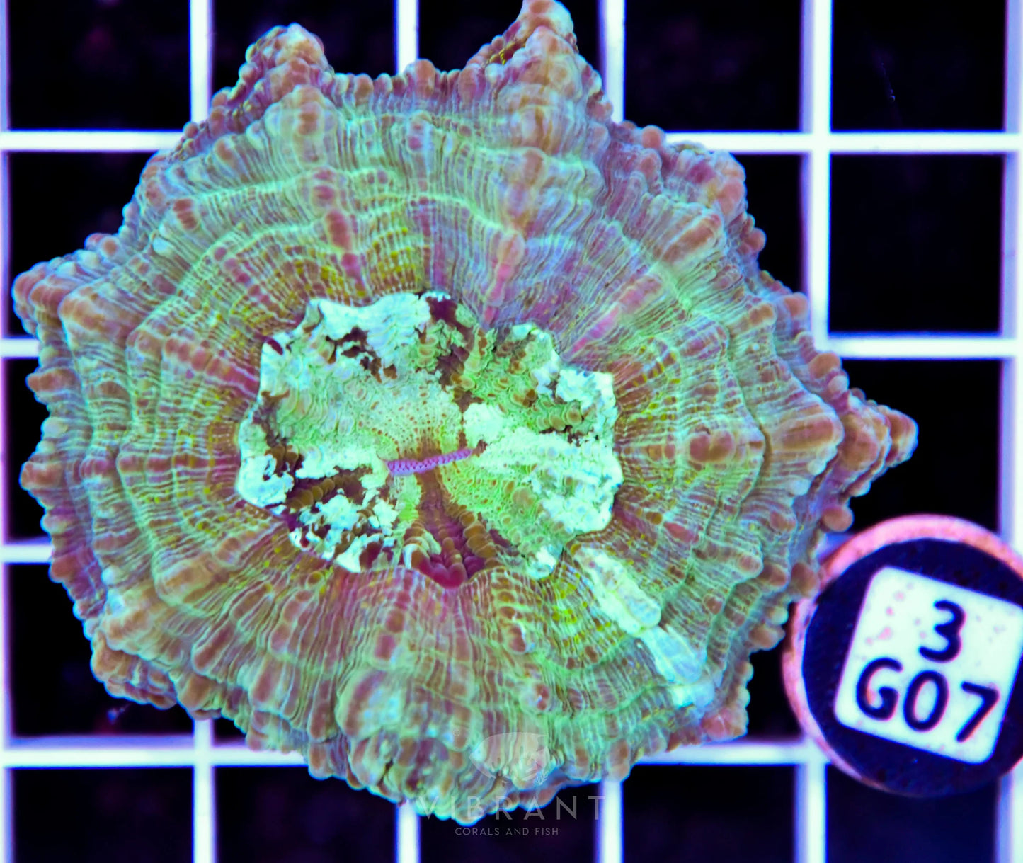 Acanthophyllia AUS