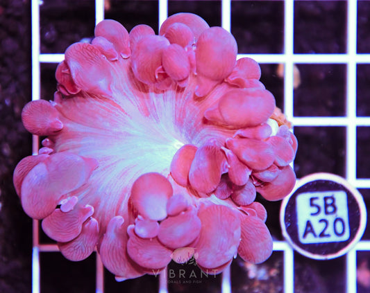 Bubble Coral AUS