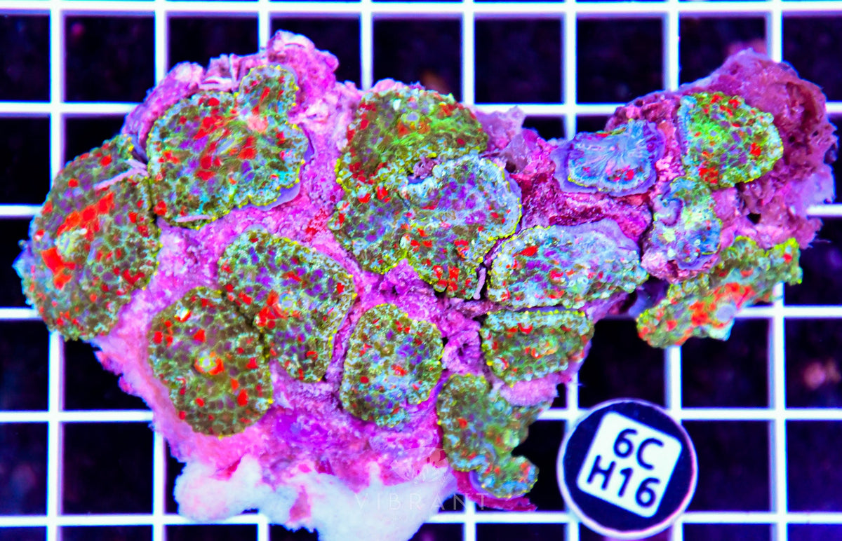 Mushroom INDO W