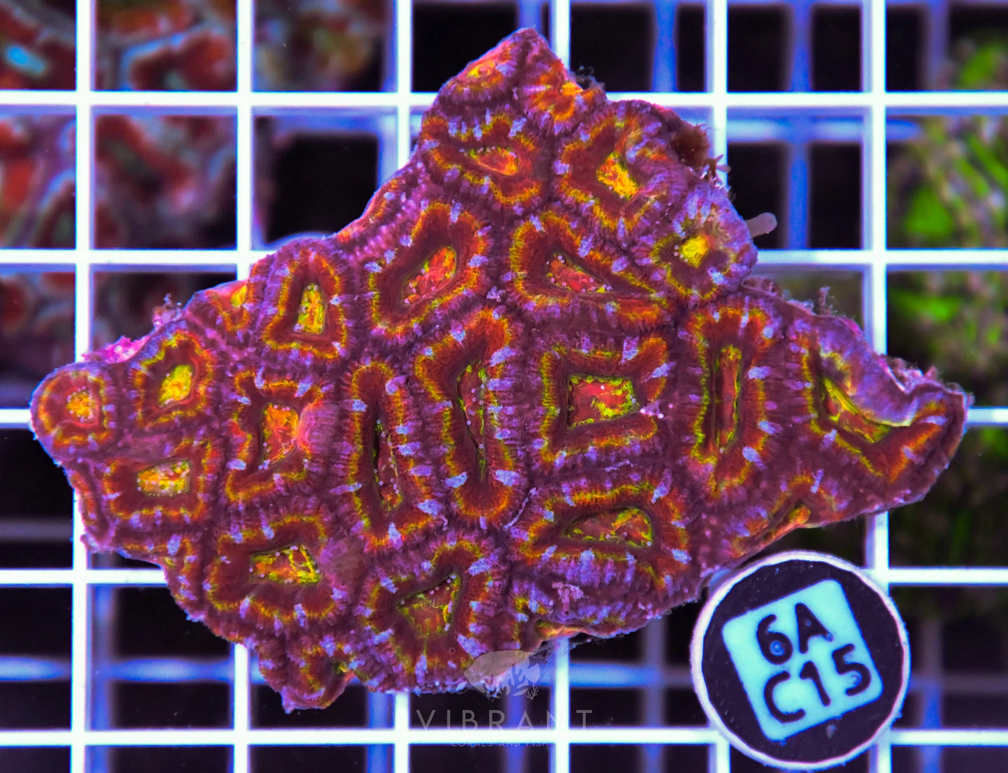 Acan Lord AUS