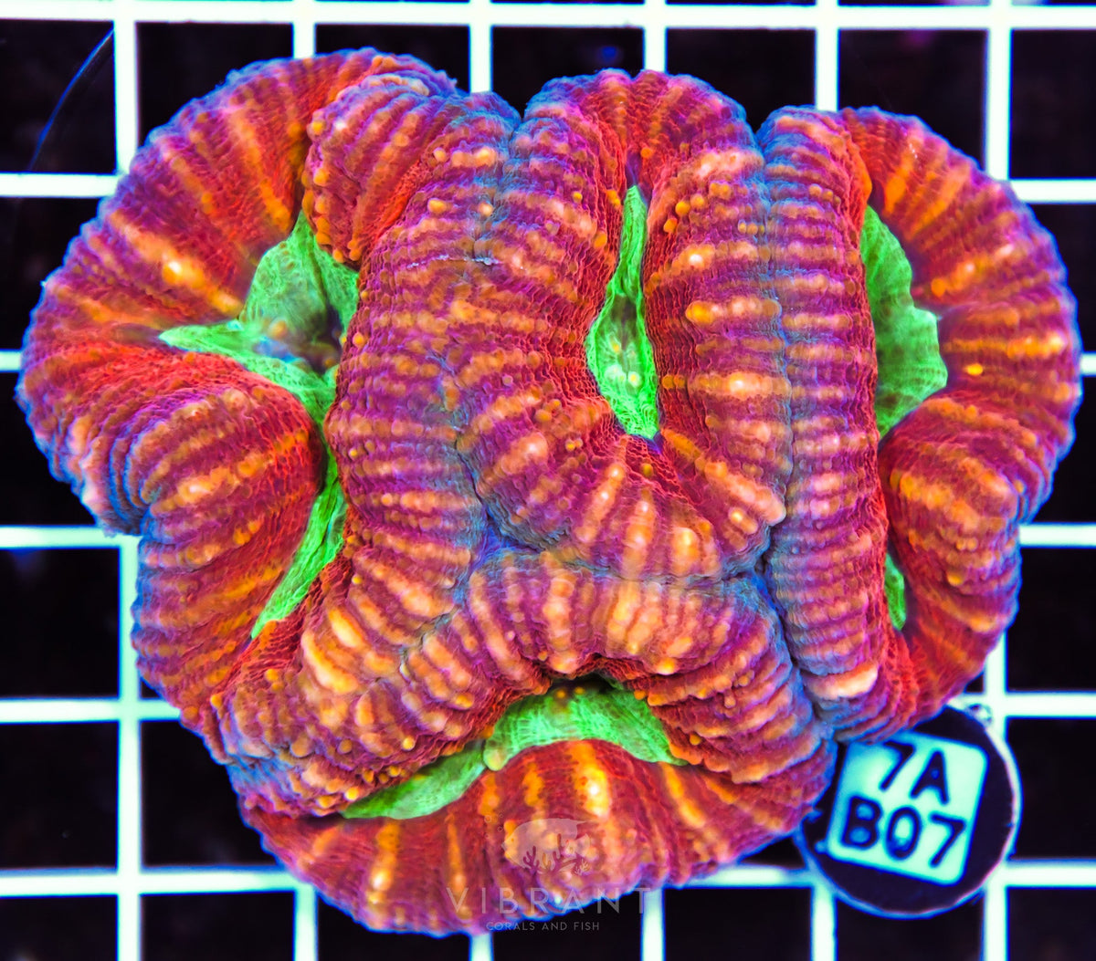 Lobophyllia AUS
