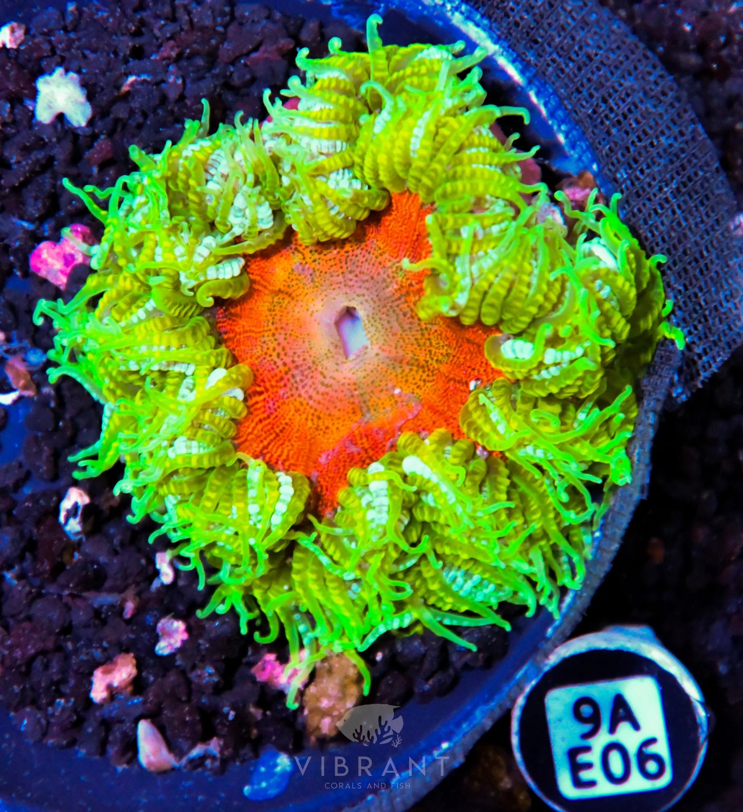 Rock Flower Anemone