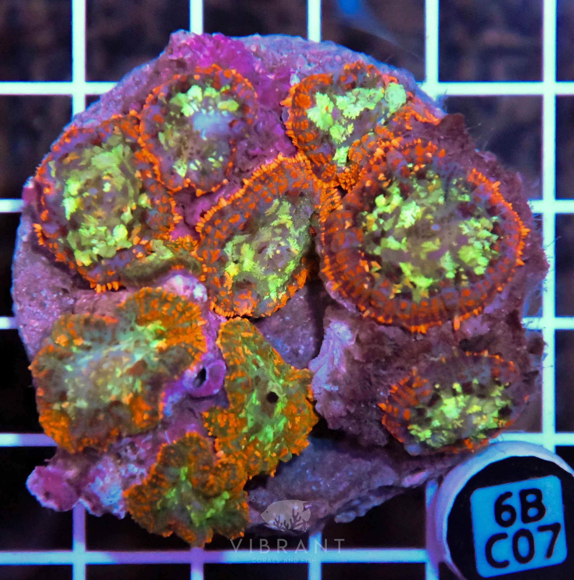 Mushroom INDO