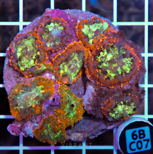 Mushroom INDO