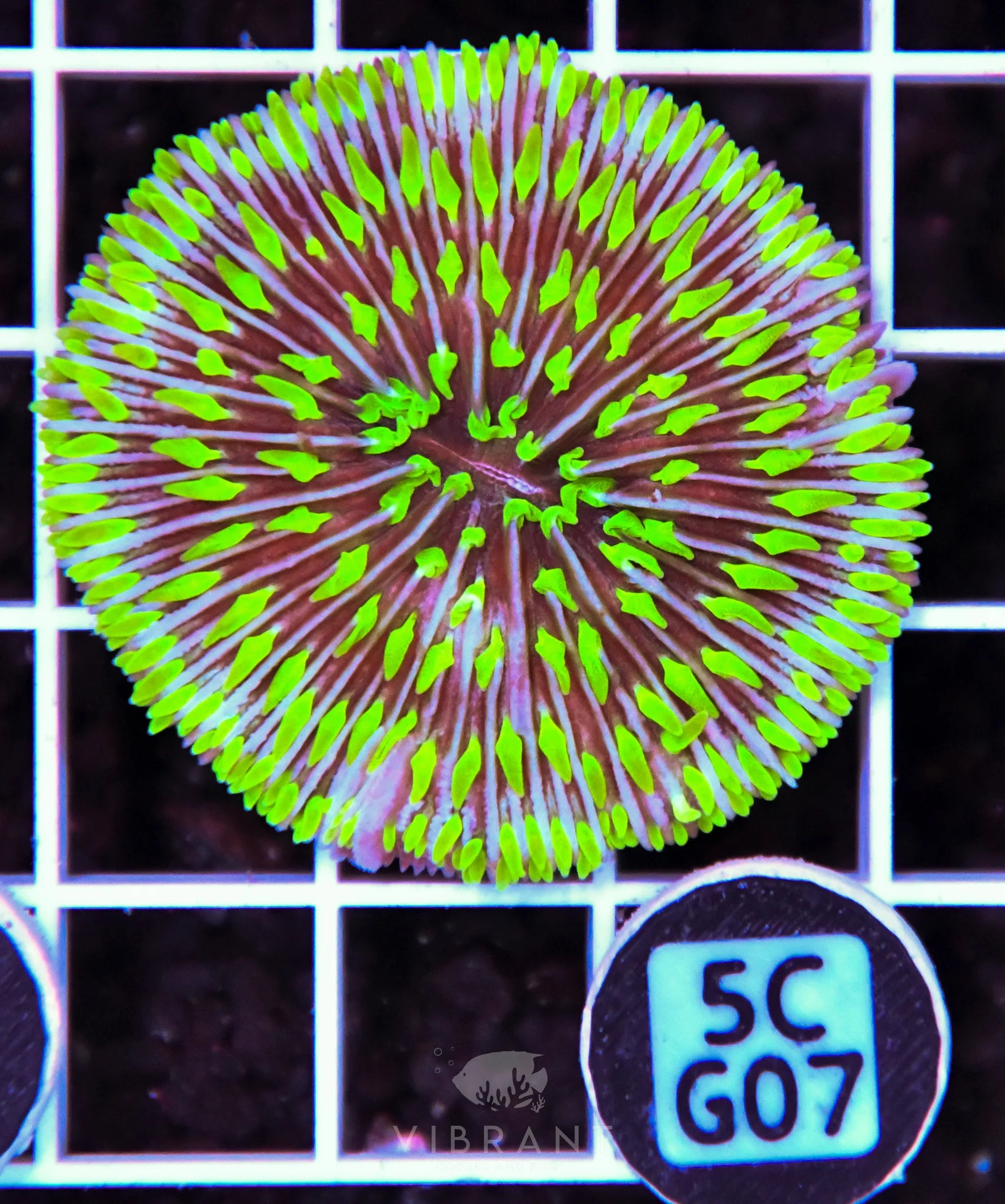 Fungia AUS
