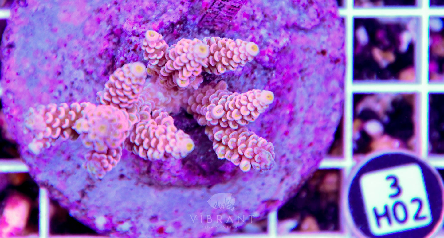 Acro INDO