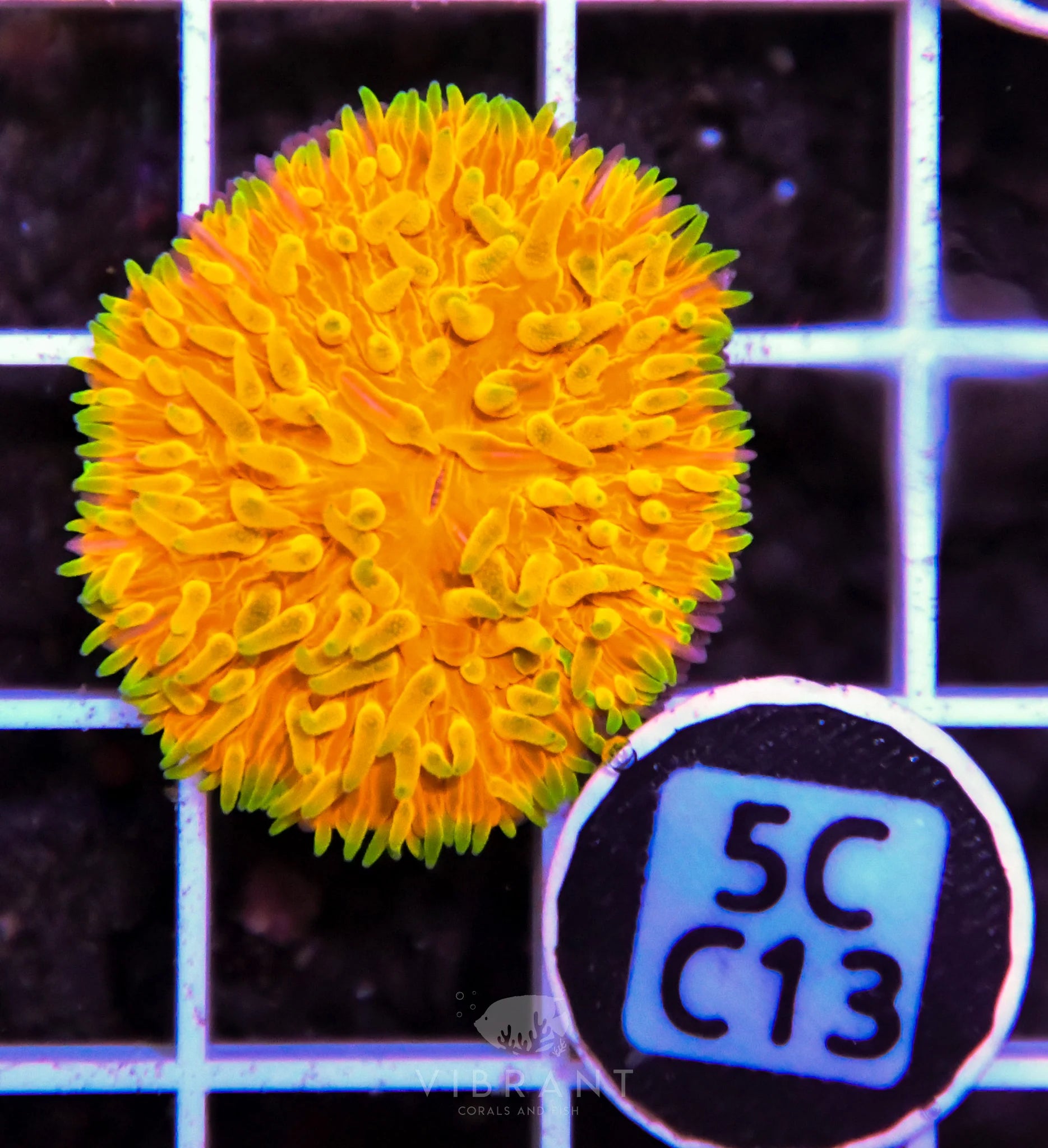 Fungia ORANGE AUS