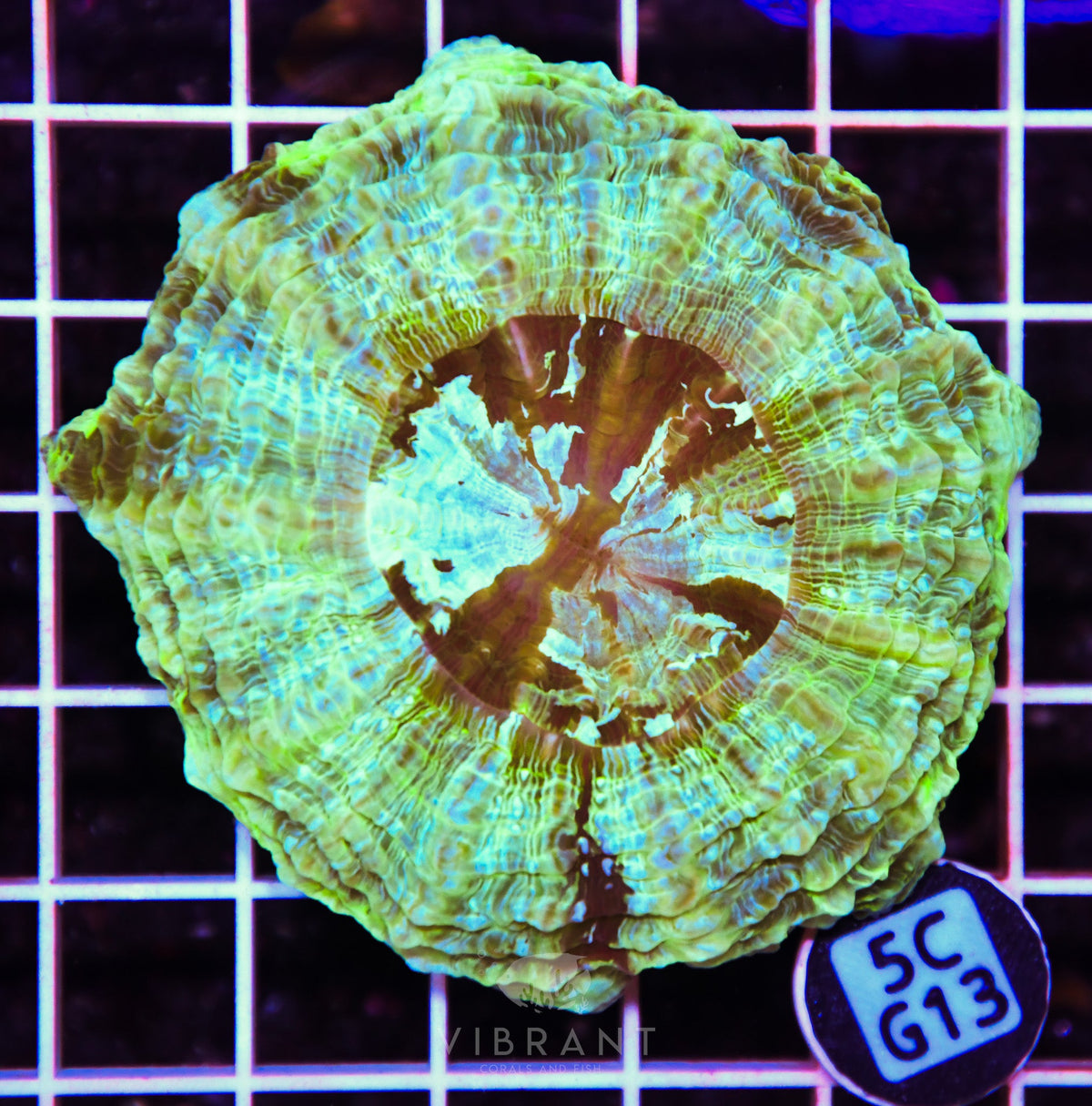 Acanthophyllia AUS