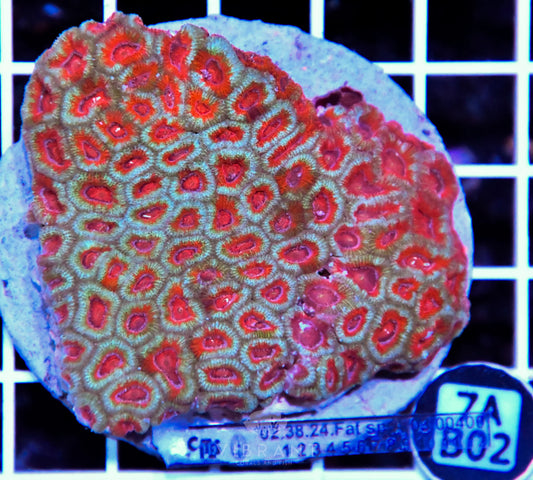 Micromussa INDO