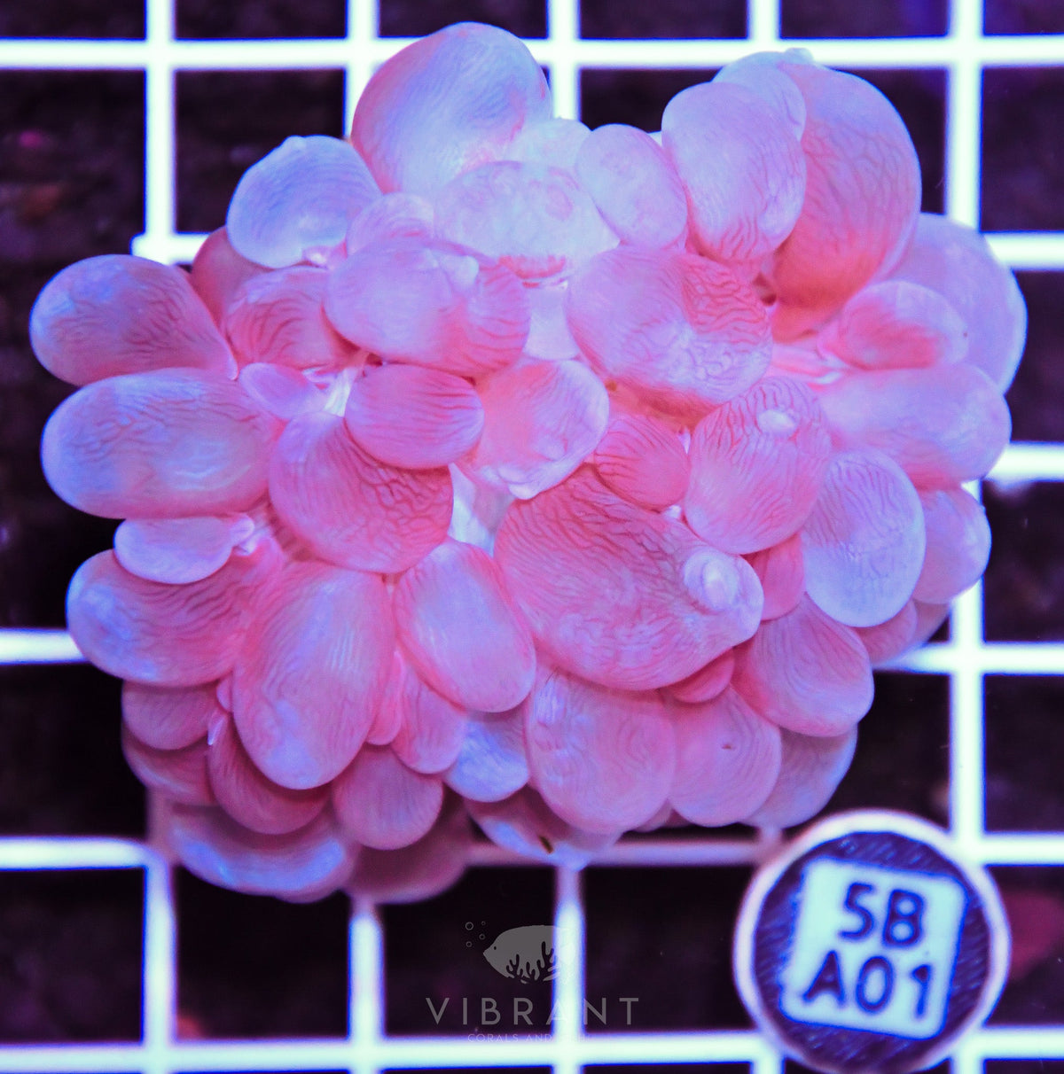 Bubble Coral AUS