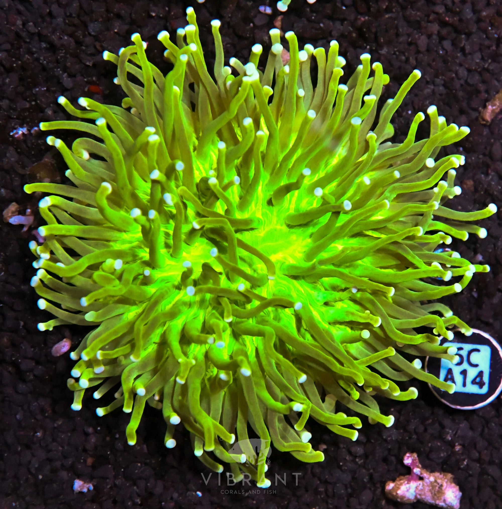 Heliofungia AUS