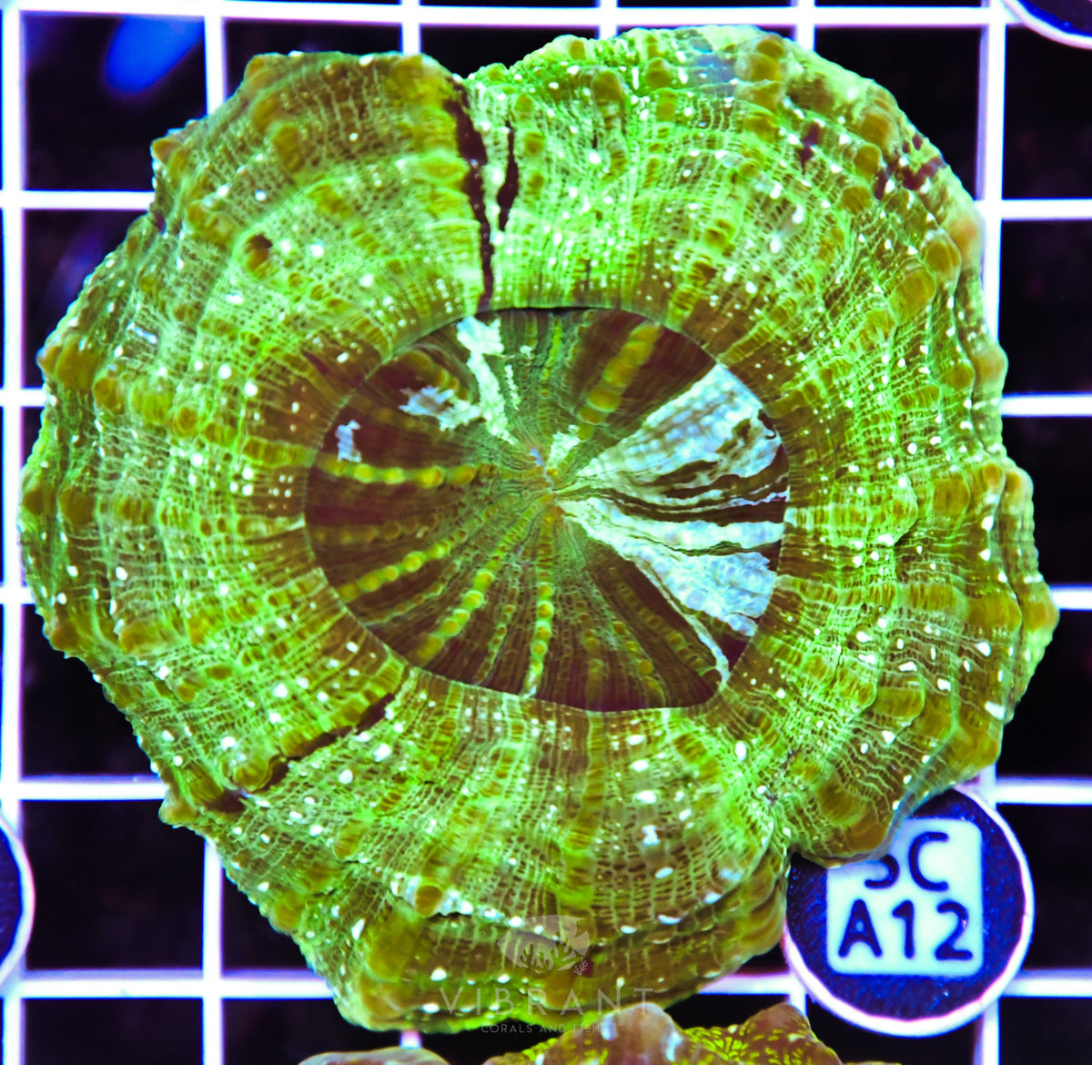 Acanthophyllia AUS