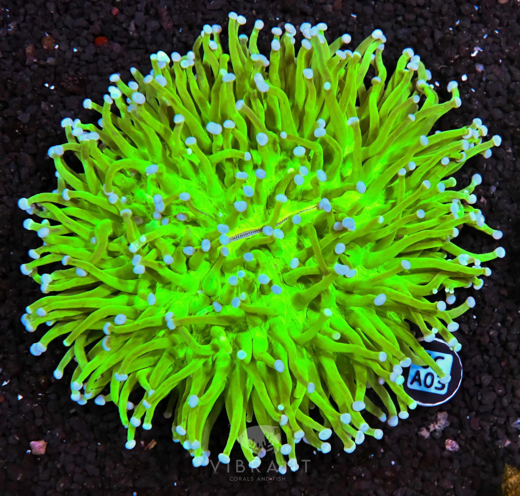 Heliofungia AUS