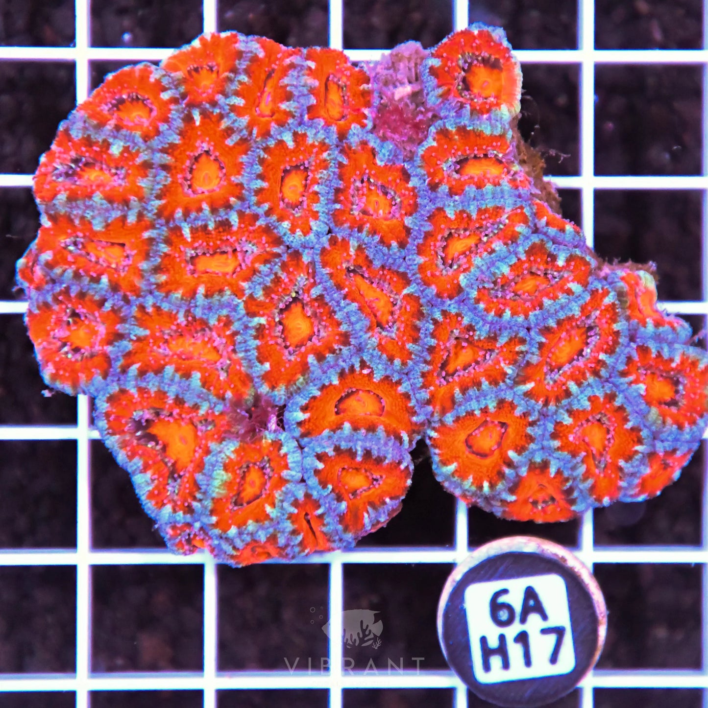 Acan Lord AUS