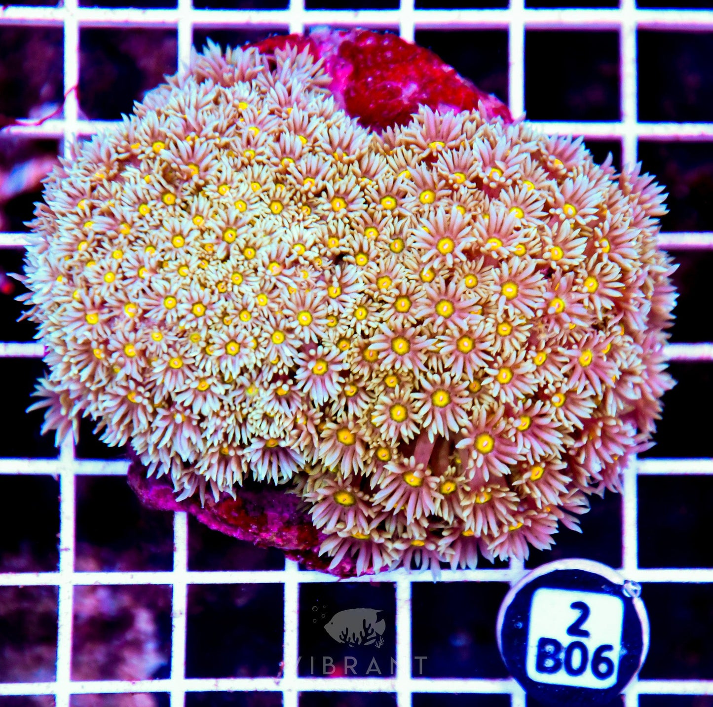 Goniopora INDO