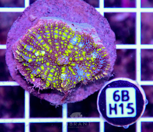 Mushroom INDO