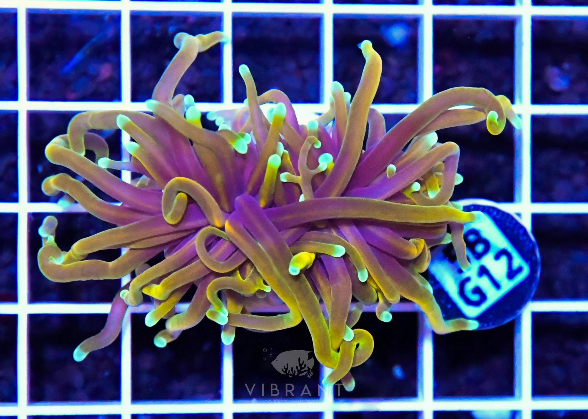 Frag Torch INDO W