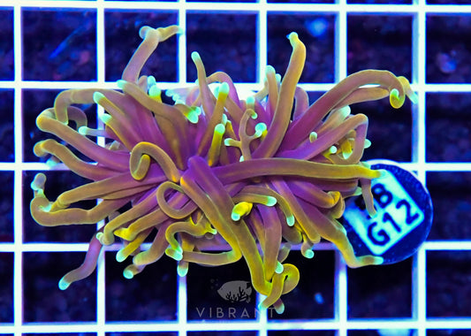 Frag Torch INDO W