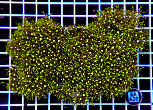 Star Polyp INDO W