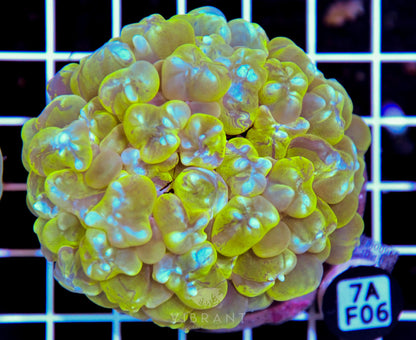 Bubble Coral INDO