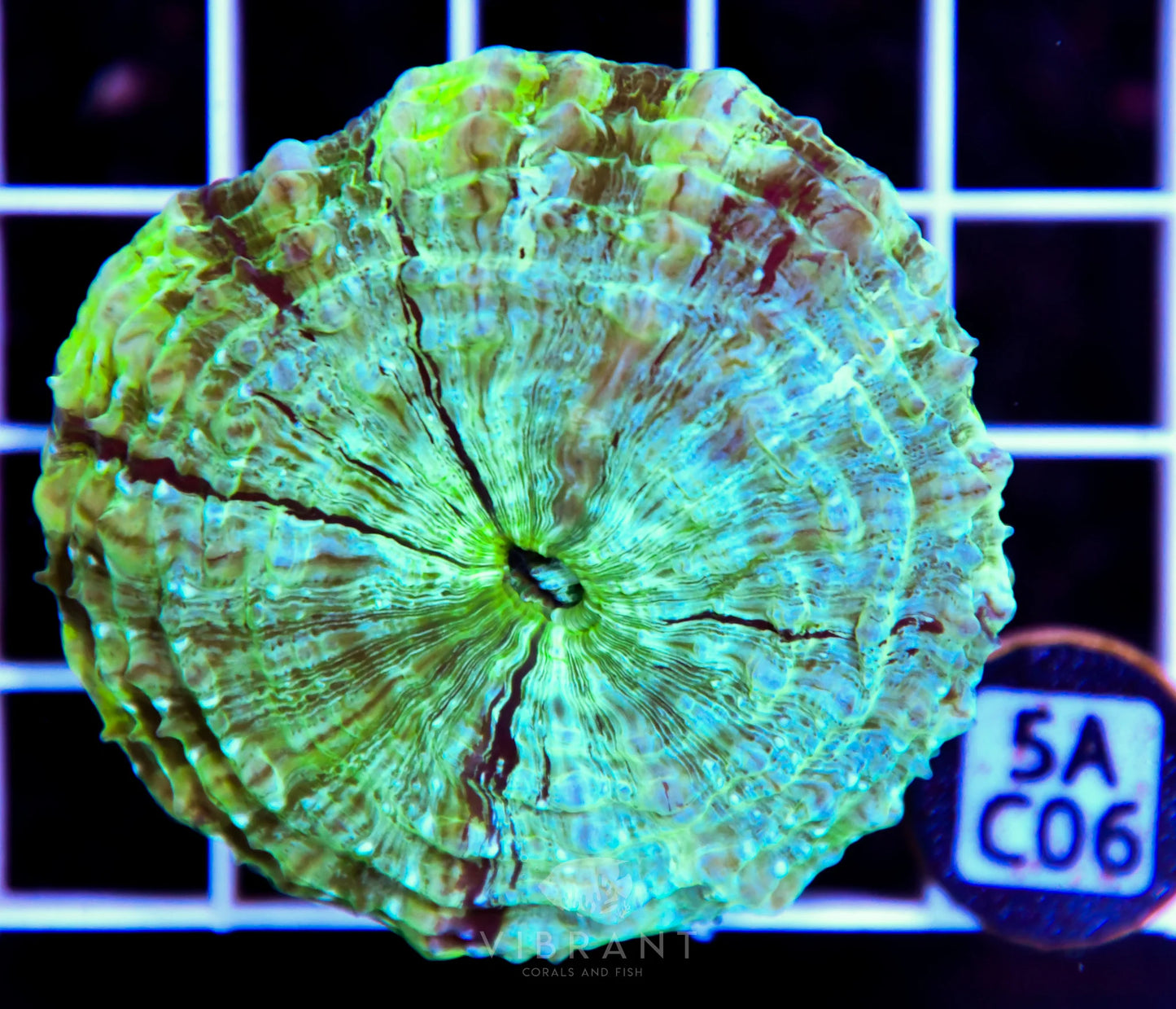 Acanthophyllia AUS