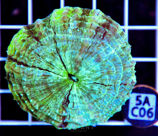 Acanthophyllia AUS