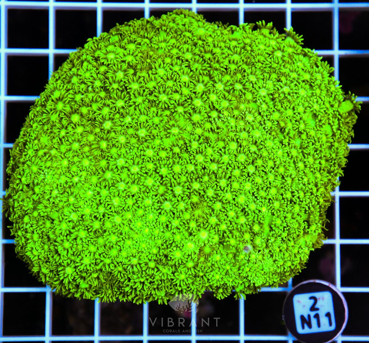 Goniopora AUS