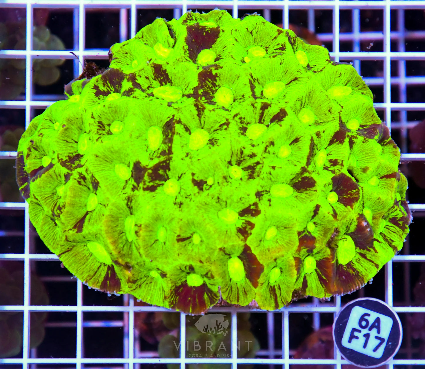 Goniastrea AUS