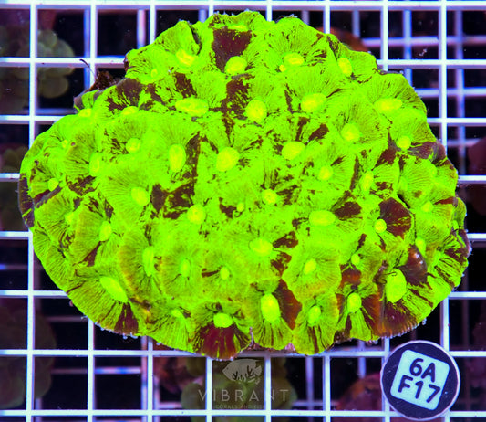 Goniastrea AUS