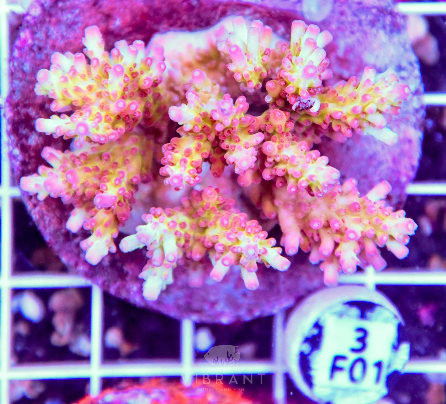Acro INDO
