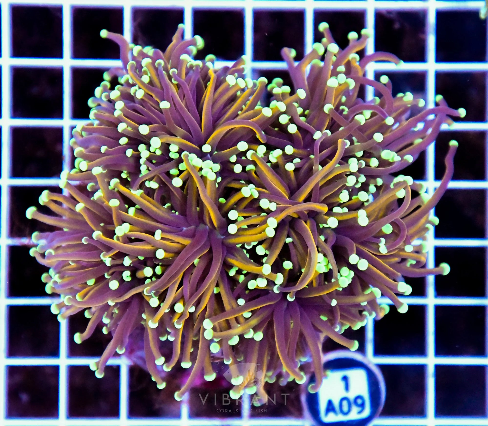 Torch INDO Colony
